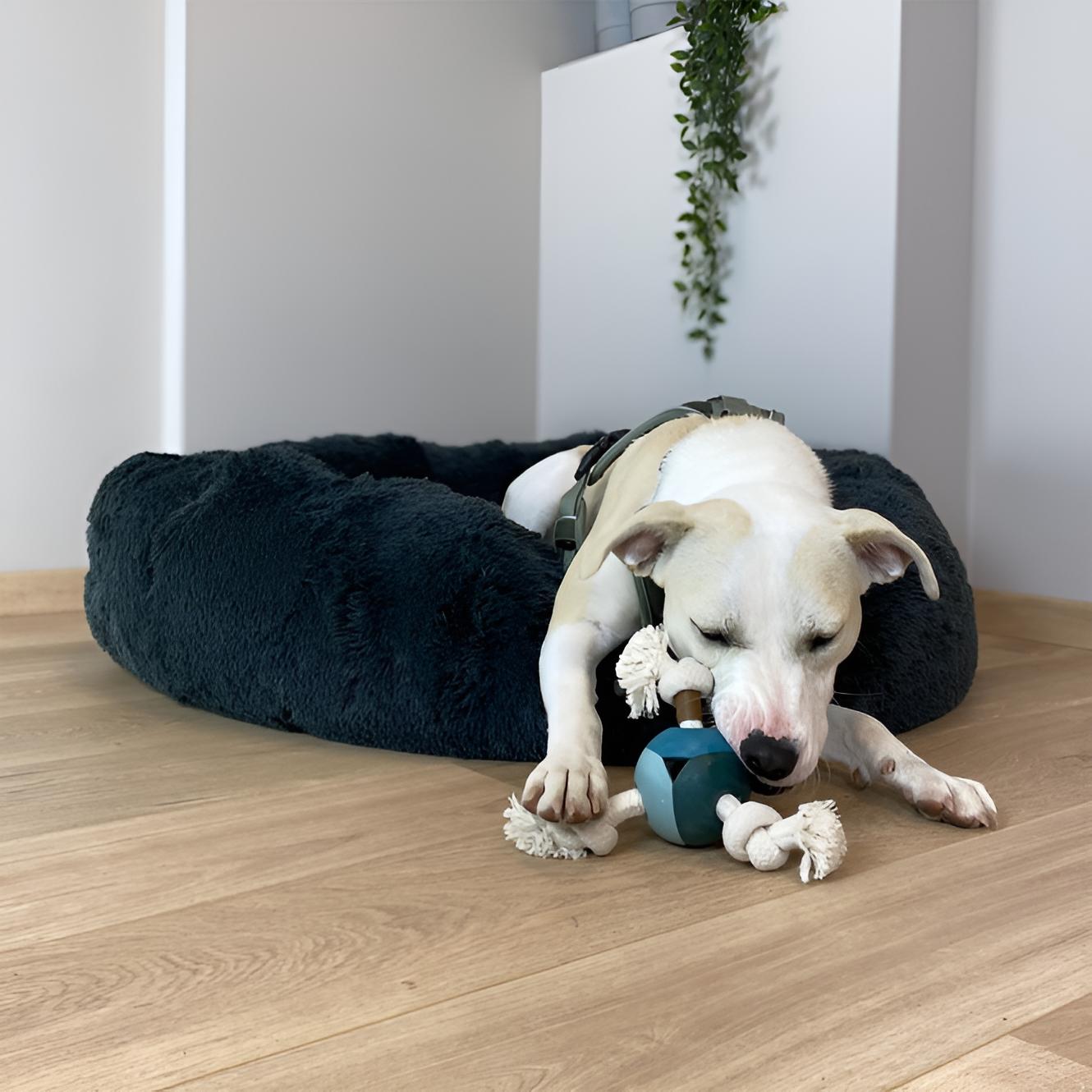 D&D Hundespielzeug Levi - lagoon