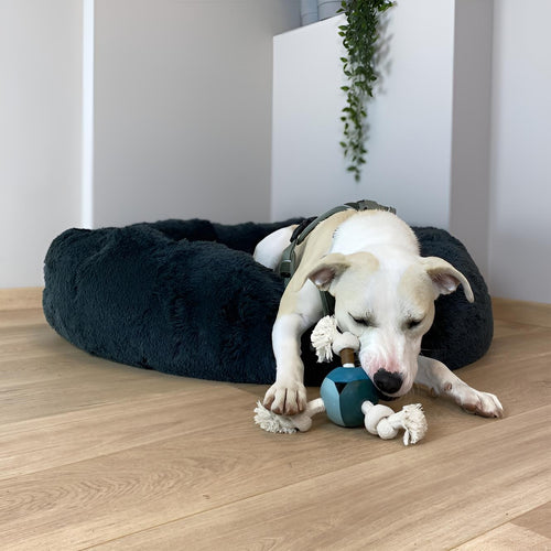 D&D Hundespielzeug Levi - lagoon