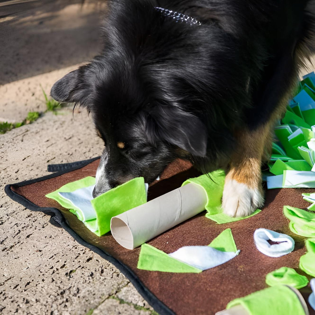 Procycon Intelligenz-Schnüffelmatte 80 × 80 cm